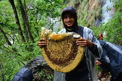 Raw Forest Honey - Mill Story